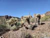 Cacti along Trail