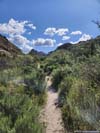 Trail in Boulder Canyon