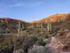 Saguaros along Trail