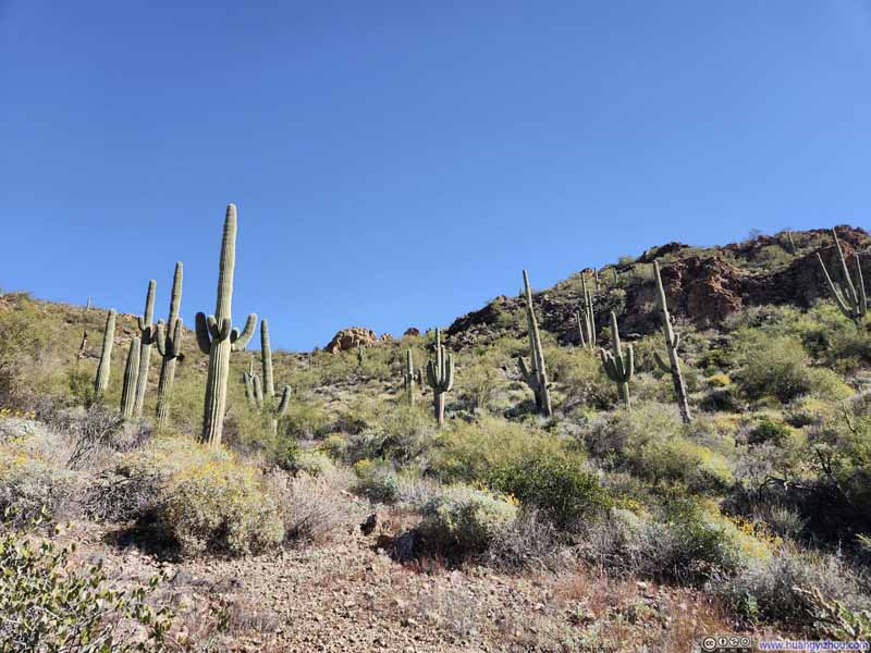 Saguaros along Trail