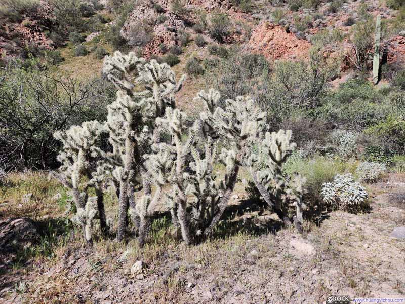 Cacti