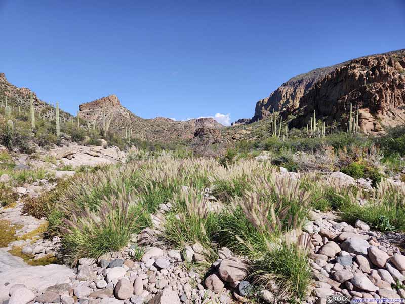 Cluster of Fountain Grass