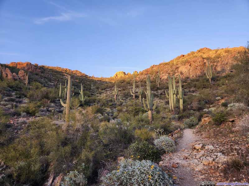 Saguaros along Trail