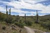 Saguaros along Trail