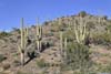 Saguaros along Trail