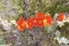 Flowers along Trail