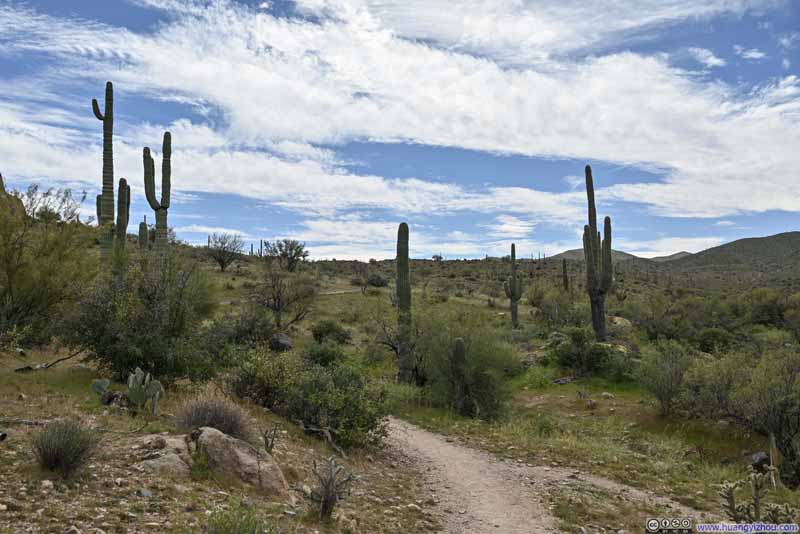 Saguaros along Trail