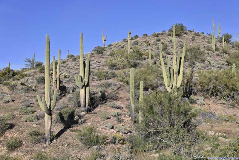 Saguaros along Trail