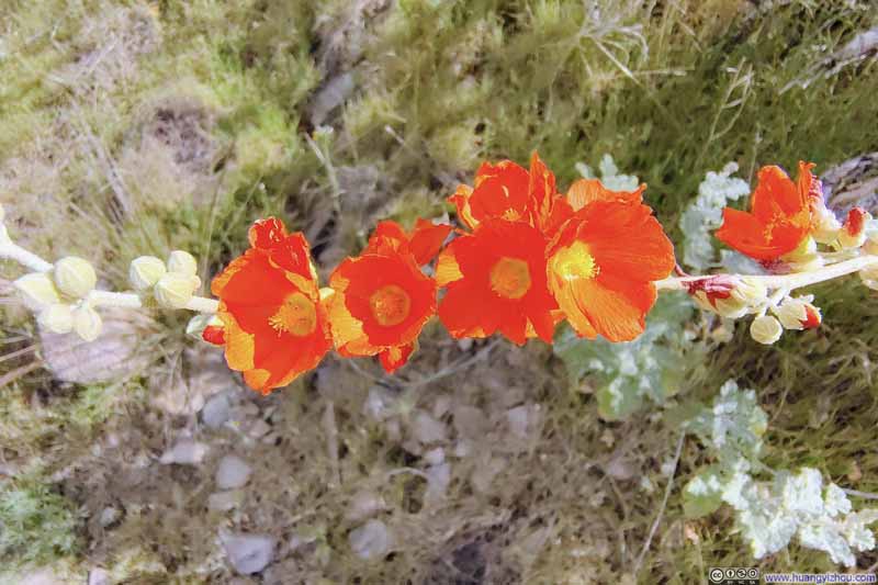 Flowers along Trail