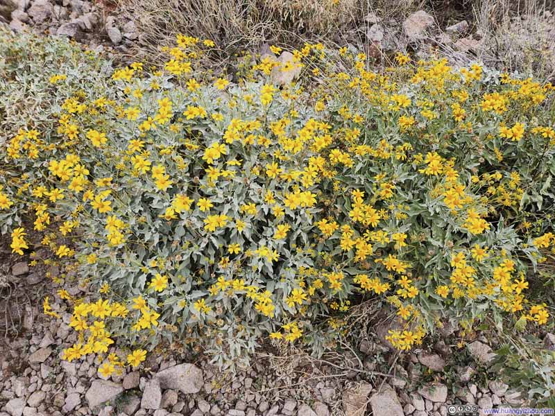 Flowers along Trail