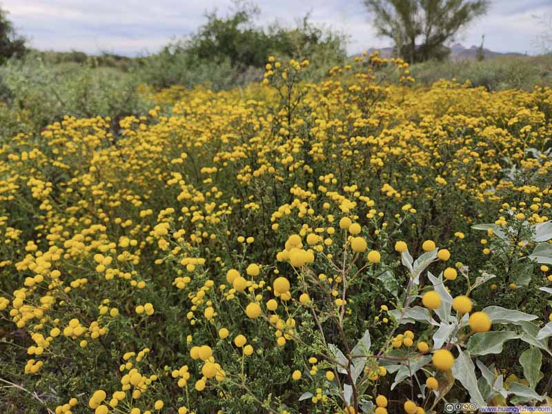 Flowers along Trail