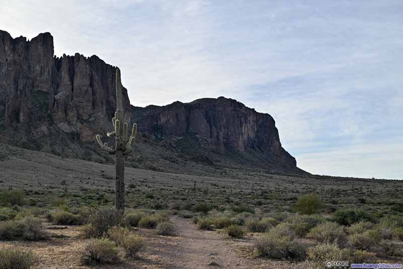 Lone Saguaro along Trail