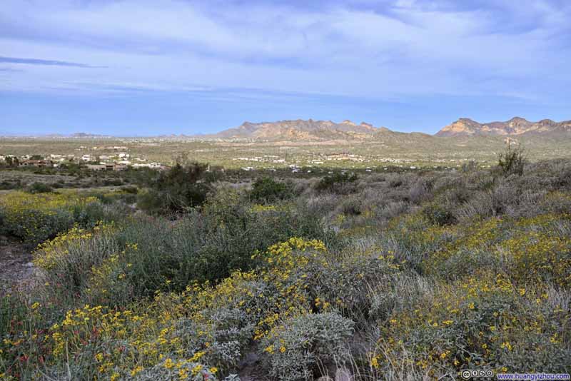 Flowers along Trail against Mountainous Backdrop