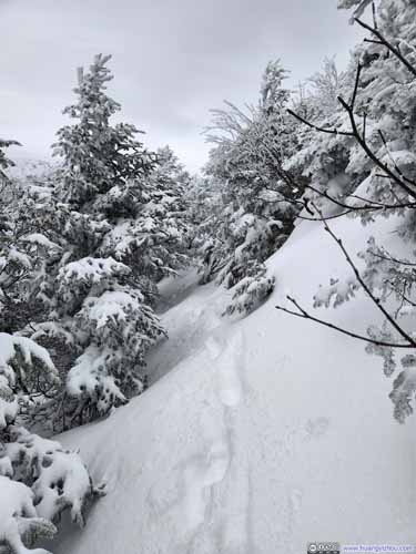 Snow-Covered Edmands Path