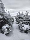 Trail