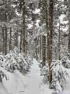 Trail