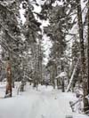 Trail