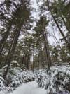 Trail