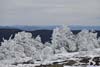 Ice-Covered Plants on Mt Pierce