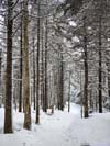 Trail