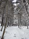 Trail