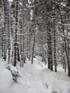 Trail