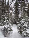 Trail