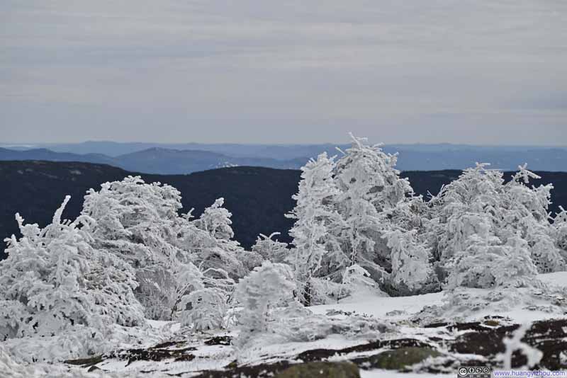 Ice-Covered Plants on Mt Pierce