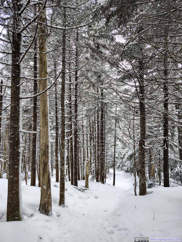 Trail