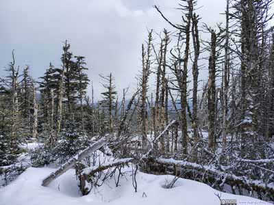 Summit Area of Mount Tom