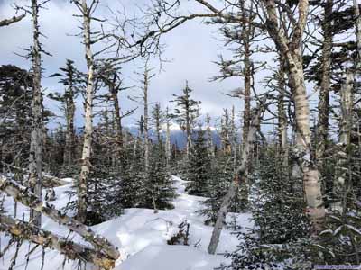 Summit Area of Mount Tom