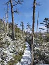 Narrow Trail