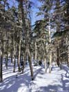 Trail in Woods