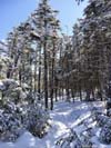 Trail