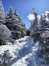Steep Trail to Mt Field