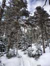 Trail