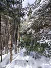 Obstacle along Trail