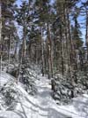 Trail
