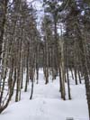 Trail