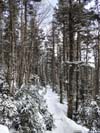 Trail