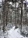 Trail