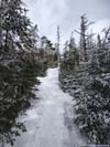 Steep Trail to Mt Field
