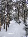 Trail