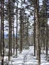 Trail