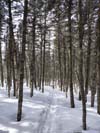 Trail