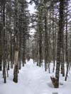 Trail