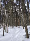 Trail