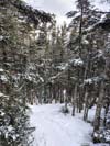 Trail