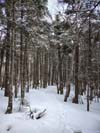 Trail
