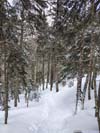 Trail